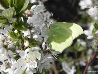 Zitronenfalter (Gonepteryx rhamni)